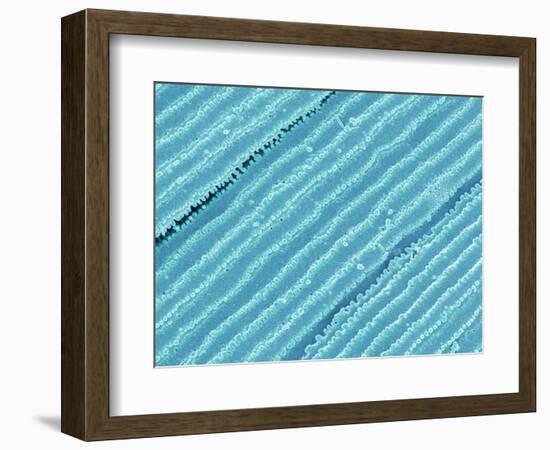 Lens fiber of a rabbit eye-Micro Discovery-Framed Photographic Print