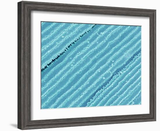 Lens fiber of a rabbit eye-Micro Discovery-Framed Photographic Print