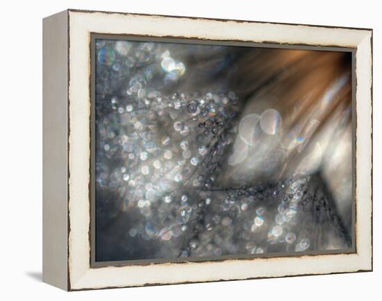 Lentejuelas-Ursula Abresch-Framed Premier Image Canvas