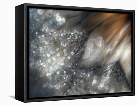 Lentejuelas-Ursula Abresch-Framed Premier Image Canvas