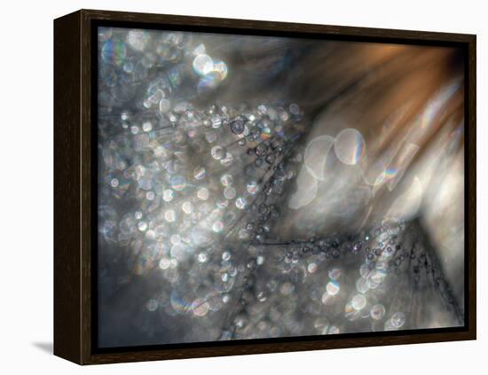 Lentejuelas-Ursula Abresch-Framed Premier Image Canvas