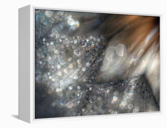 Lentejuelas-Ursula Abresch-Framed Premier Image Canvas