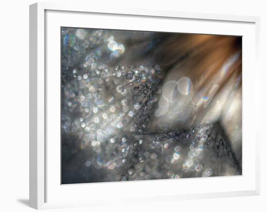 Lentejuelas-Ursula Abresch-Framed Premium Photographic Print