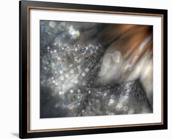 Lentejuelas-Ursula Abresch-Framed Premium Photographic Print