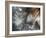 Lentejuelas-Ursula Abresch-Framed Photographic Print