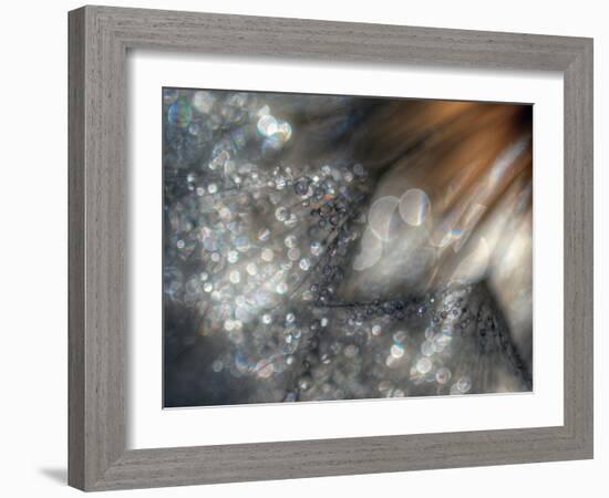 Lentejuelas-Ursula Abresch-Framed Photographic Print