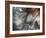 Lentejuelas-Ursula Abresch-Framed Photographic Print