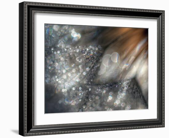 Lentejuelas-Ursula Abresch-Framed Photographic Print