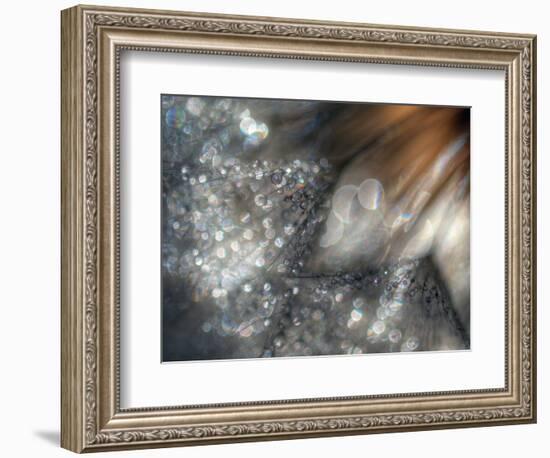 Lentejuelas-Ursula Abresch-Framed Photographic Print