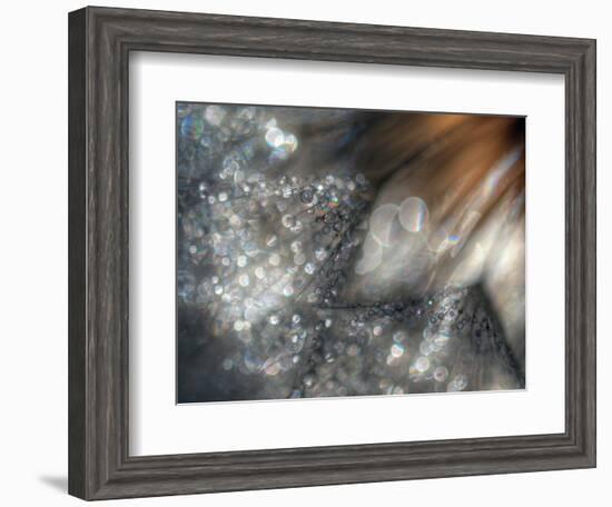 Lentejuelas-Ursula Abresch-Framed Photographic Print