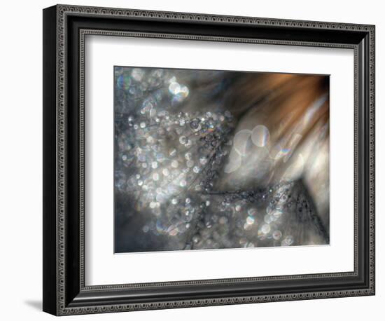 Lentejuelas-Ursula Abresch-Framed Photographic Print