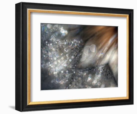 Lentejuelas-Ursula Abresch-Framed Photographic Print