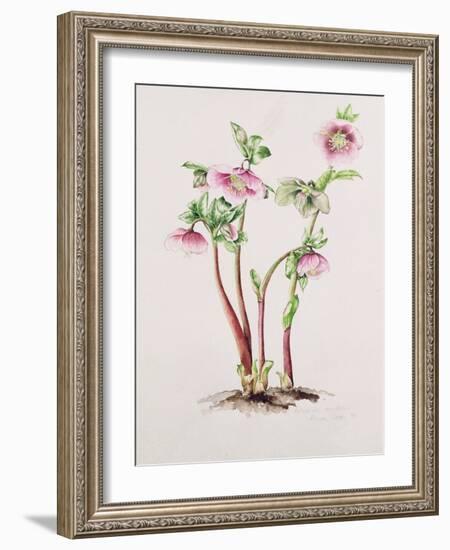 Lenten Rose: Helleborus Orientalis (W/C)-Alison Cooper-Framed Giclee Print