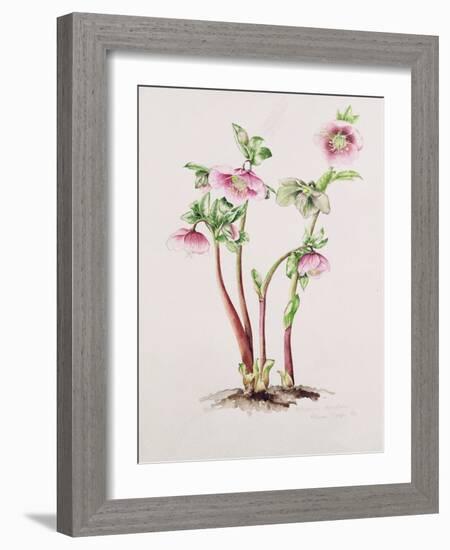 Lenten Rose: Helleborus Orientalis (W/C)-Alison Cooper-Framed Giclee Print