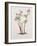 Lenten Rose: Helleborus Orientalis (W/C)-Alison Cooper-Framed Giclee Print