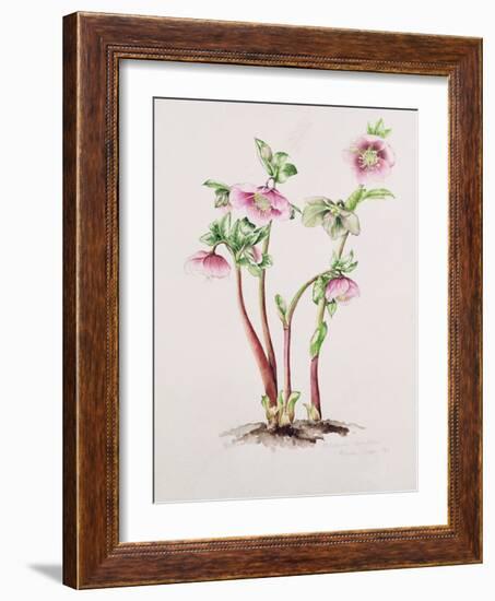 Lenten Rose: Helleborus Orientalis (W/C)-Alison Cooper-Framed Giclee Print