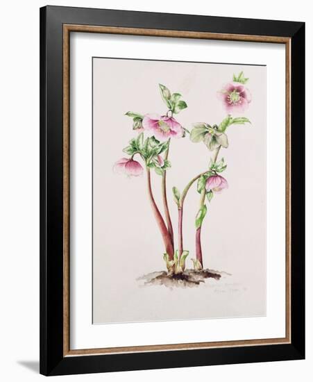 Lenten Rose: Helleborus Orientalis (W/C)-Alison Cooper-Framed Giclee Print