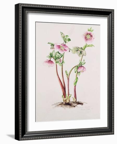 Lenten Rose: Helleborus Orientalis (W/C)-Alison Cooper-Framed Giclee Print