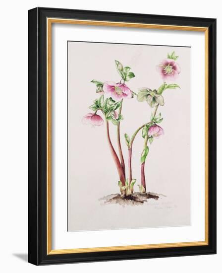 Lenten Rose: Helleborus Orientalis (W/C)-Alison Cooper-Framed Giclee Print