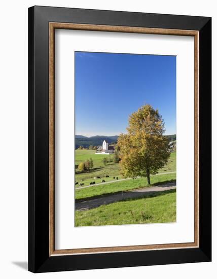 Lenzkirch-Saig, autumn, Black Forest, Baden-Wurttemberg, Germany-Markus Lange-Framed Photographic Print