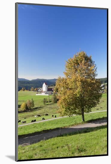 Lenzkirch-Saig, autumn, Black Forest, Baden-Wurttemberg, Germany-Markus Lange-Mounted Photographic Print