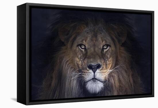 Leo-SD Smart-Framed Premier Image Canvas