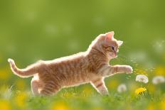 Young Cat Plays with Dandelion in Back Light-Leoba-Photographic Print