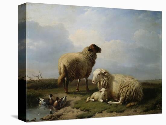 Stretched Canvas Print, , large