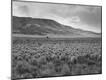 Photographic Print