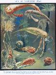 Life in Paleozoic Seas, Illustration from 'The Science of Life'-Leonard Robert Brightwell-Framed Premier Image Canvas