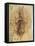 Leonardo: Anatomy, C1510-Leonardo da Vinci-Framed Premier Image Canvas