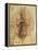 Leonardo: Anatomy, C1510-Leonardo da Vinci-Framed Premier Image Canvas