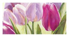 Tulipes blanches-Leonardo Sanna-Stretched Canvas