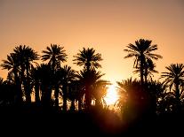 Palm Silhouettes over Sunset in the Desert. Zagora, Morocco, Africa.-LeonardoRC-Premier Image Canvas