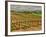 Leoness Cellars, Temecula, California, USA-Richard Duval-Framed Photographic Print