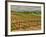 Leoness Cellars, Temecula, California, USA-Richard Duval-Framed Photographic Print