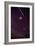 Leonid Meteors-Dr. Fred Espenak-Framed Photographic Print