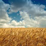 Wheat Field Landscape with Sky-Leonid Nyshko-Photographic Print
