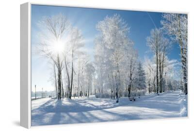 Beautiful Winter Landscape with Snow Covered Trees Photographic