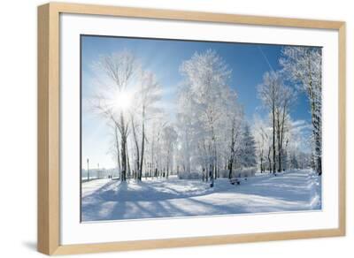 Beautiful Winter Landscape with Snow Covered Trees Premium