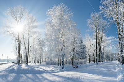 Beautiful Winter Landscape with Snow Covered Trees Premium
