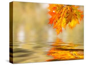 Beautiful Leaves Canvas Artwork For Sale Posters And Prints