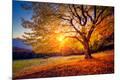 Photographic Print