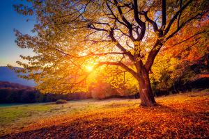Majestic Alone Beech Tree on a Hill Slope with Sunny Beams at Mountain Valley. Dramatic Colorful Mo by Leonid Tit
