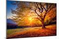 Photographic Print