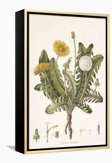 Leontoden Taraxacum from Flora Londinensis, 1777-1798-William Curtis-Framed Premier Image Canvas