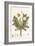 Leontoden Taraxacum from Flora Londinensis, 1777-1798-William Curtis-Framed Giclee Print