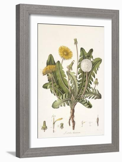 Leontoden Taraxacum from Flora Londinensis, 1777-1798-William Curtis-Framed Giclee Print