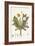 Leontoden Taraxacum from Flora Londinensis, 1777-1798-William Curtis-Framed Giclee Print