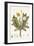 Leontoden Taraxacum from Flora Londinensis, 1777-1798-William Curtis-Framed Giclee Print